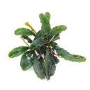 Bucephalandra spec. Wavy Leaf