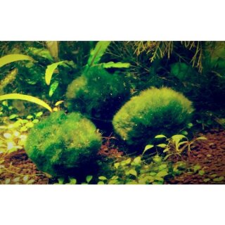 Chladophora aegagropila -  Mooskugel, 10 kleine 1-3 cm Mooskugel