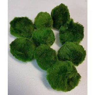 Chladophora aegagropila -  Mooskugel, 10 St. 4-6 cm Mooskugel