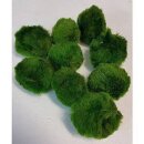 Chladophora aegagropila -  Mooskugel, 10 St. 4-6 cm...