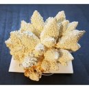 Aquariendekoration Koralle klein - weiß