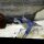 Procambarus alleni - Blauer Floridakrebs