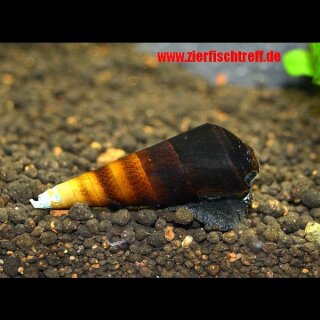 Cappuccino - Schnecke Faunus sp. 5 Stück