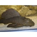 Pterygoplichthys gibbiceps - Wabenschilderwels -...