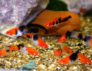 Xiphophorus helleri KOI 3- farbig - Liefergröße ca.: 3-4 cm