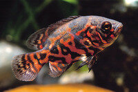 Astronotus ocellatus var. Red Tiger - Liefergröße ca.: 3-5 cm