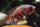 Astronotus ocellatus var. Red Tiger - Liefergröße ca.: 3-5 cm