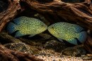 Herichthys carpintis - Liefergröße ca.: 3-6 cm