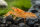 Cambarellus patzcuarensis Orange / CPO - Liefergröße ca.: 2-4 cm