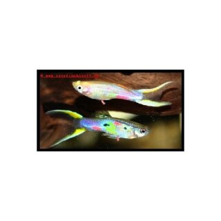 Poecilia reticulata Doppelschwert gelb XL - Guppy 1 Paar