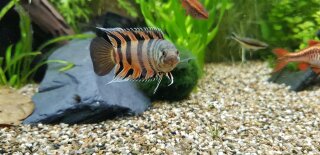 Microctenopoma ansorgii - Orange-Buschfisch - Liefergröße ca.: 2-4 cm