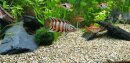 Microctenopoma ansorgii - Orange-Buschfisch -...