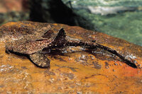 Dysichthys coracoideus - Bratpfannenwels - Liefergröße ca.: 4-8 cm