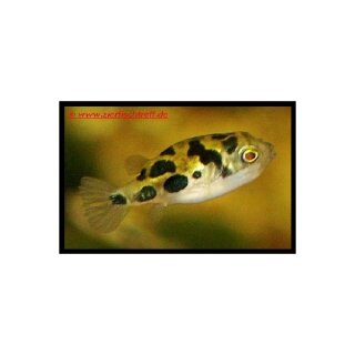 Carinotetraodon travancoricus - Erbsenkugelfisch - Liefergröße ca.: ca. 0,5 cm