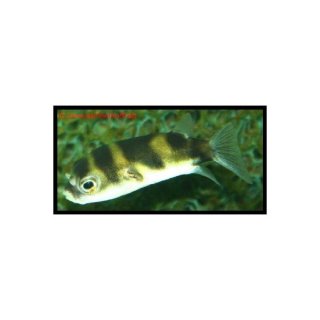 Chelichthys asellus - Assel-Kugelfisch