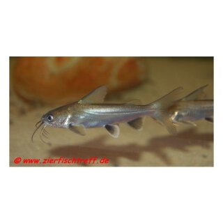 Sciades seemanni - Mini Hai - Liefergröße ca.: 4-7 cm