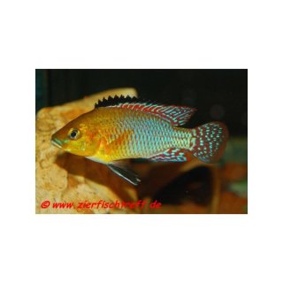 Pseudocrenilabrus nicholsi - Nichols Maulbrüter - Liefergröße ca.: 2-4 cm