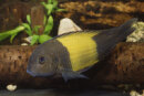 Tropheus Ikola - Liefergröße ca.: 3-6 cm