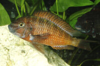 Tropheus moori moliro - Liefergröße ca.: 3-6 cm
