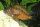 Tropheus moori moliro - Liefergröße ca.: 3-6 cm