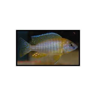 Aulonocara baenschi - Gelber Kaiserbuntbarsch - Liefergröße ca.: 3-5 cm