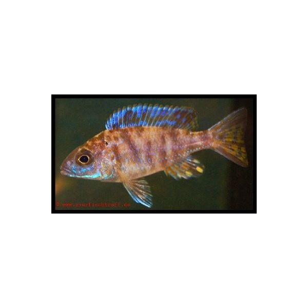 Gescheckter Kaiserbuntbarsch - Aulonocara Calico Infos & Haltung, 9,18