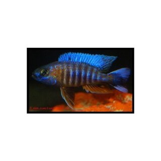 Aulonocara hansbaenschi - Liefergröße ca.: 3-5 cm