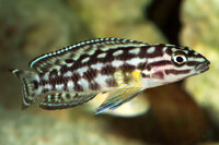Julidochromis marlieri - Schachbrett-Schlankcichlide - Liefergröße ca.: 4-6 cm