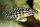 Julidochromis marlieri - Schachbrett-Schlankcichlide - Liefergröße ca.: 4-6 cm