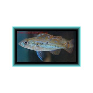 Nimbochromis fuscotaeniatus - Blauer Leopard Maulbrüter - Liefergröße ca.: 2-4 cm
