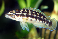 Julidochromis transcriptus - Schwarzweißer Schlankcichlide - Liefergröße ca.: 3-6 cm