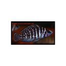 Altolamprologus calvus - Perlhuhn-Nanderbuntbarsch -...