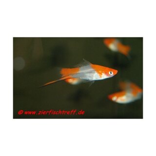 Xiphophorus helleri var. Koi - Schwertträger 2-farbig