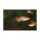 Xiphophorus helleri var. Koi - Schwertträger 2-farbig