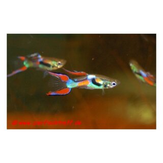 Poecilia reticulata Venezuela - Guppy - Liefergröße ca.:1 cm
