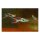Poecilia reticulata Venezuela - Guppy - Liefergröße ca.:1 cm
