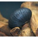 Antrazith - Napfschnecke Neritina pulligera 10 Stück...