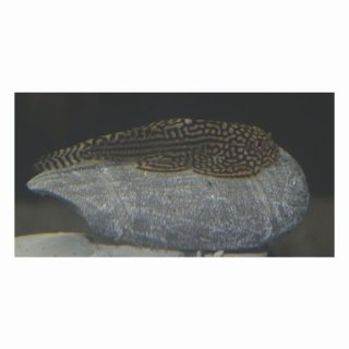 Sewellia lineolata - Pracht-Flossensauger