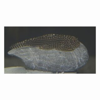 Sewellia lineolata - Pracht-Flossensauger - Liefergröße ca.: 2-4 cm