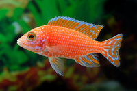 Aulonocara Red Dragon - Liefergröße ca.: 3-5 cm