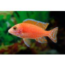 Aulonocara Red Dragon - Liefergröße ca.: 3-5 cm