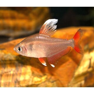 Hyphessobrycon bentosi White Fin - Schmucksalmler  - Liefergröße ca.: 2-4 cm