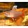 Hyphessobrycon bentosi White Fin - Schmucksalmler  - Liefergröße ca.: 2-4 cm