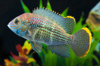 Aequidens rivulatus - Goldsaumbuntbarsch