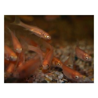 Goldelritze - Pimephales promelas - Liefergröße ca.: 4-6 cm