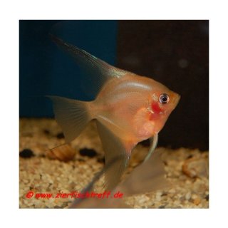 Pterophyllum scalare Red - Roter Skalar - Liefergröße ca.: 4-7 cm