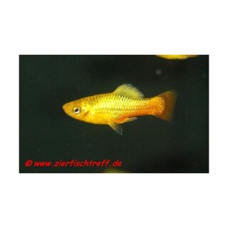 Xiphophorus variatus var. Papagei - Platy - Liefergröße ca.: 2-3 cm