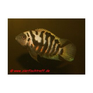 Amatitlania nigrofasciata - Zebra-Buntbarsch - Liefergröße ca.: 3-4 cm