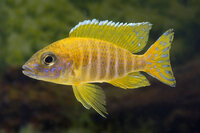 Aulonocara maleri - Liefergröße ca.: 3-5 cm