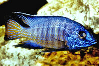 Aulonocara maylandi - Liefergröße ca.: 3-5 cm